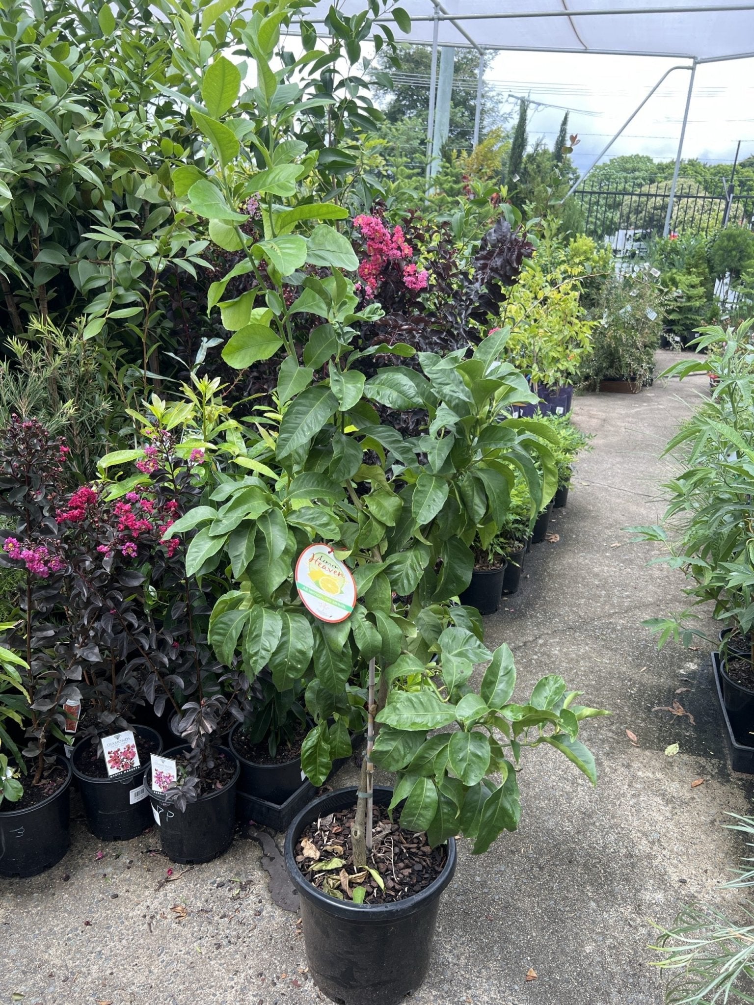 Lemon Eureka Seedless 300mm PICK UP ONLY - Ladybird Nursery