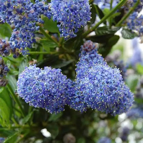 California Lilac Blue Pacific (Ceanothus papillosus)