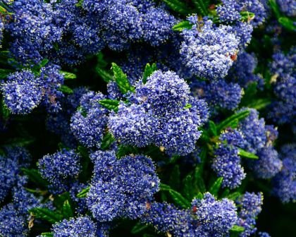 California Lilac Pacific (Ceanothus Blue) - Ladybird Nursery