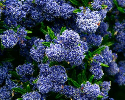 California Lilac Pacific (Ceanothus Blue)