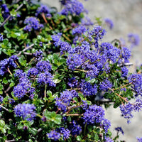 California Lilac Blue Sapphire (Ceanothus papillosus) - Ladybird Nursery