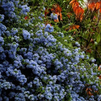 California Lilac Pacific (Ceanothus Blue)