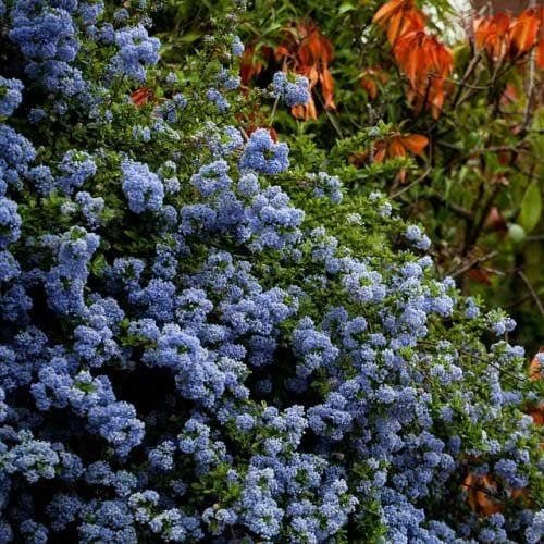 California Lilac Pacific (Ceanothus Blue) - Ladybird Nursery