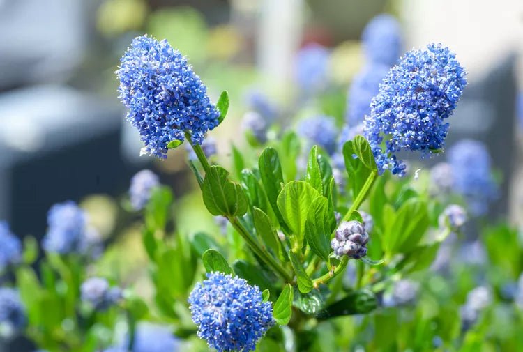 California Lilac Blue Pacific (Ceanothus papillosus) - Ladybird Nursery