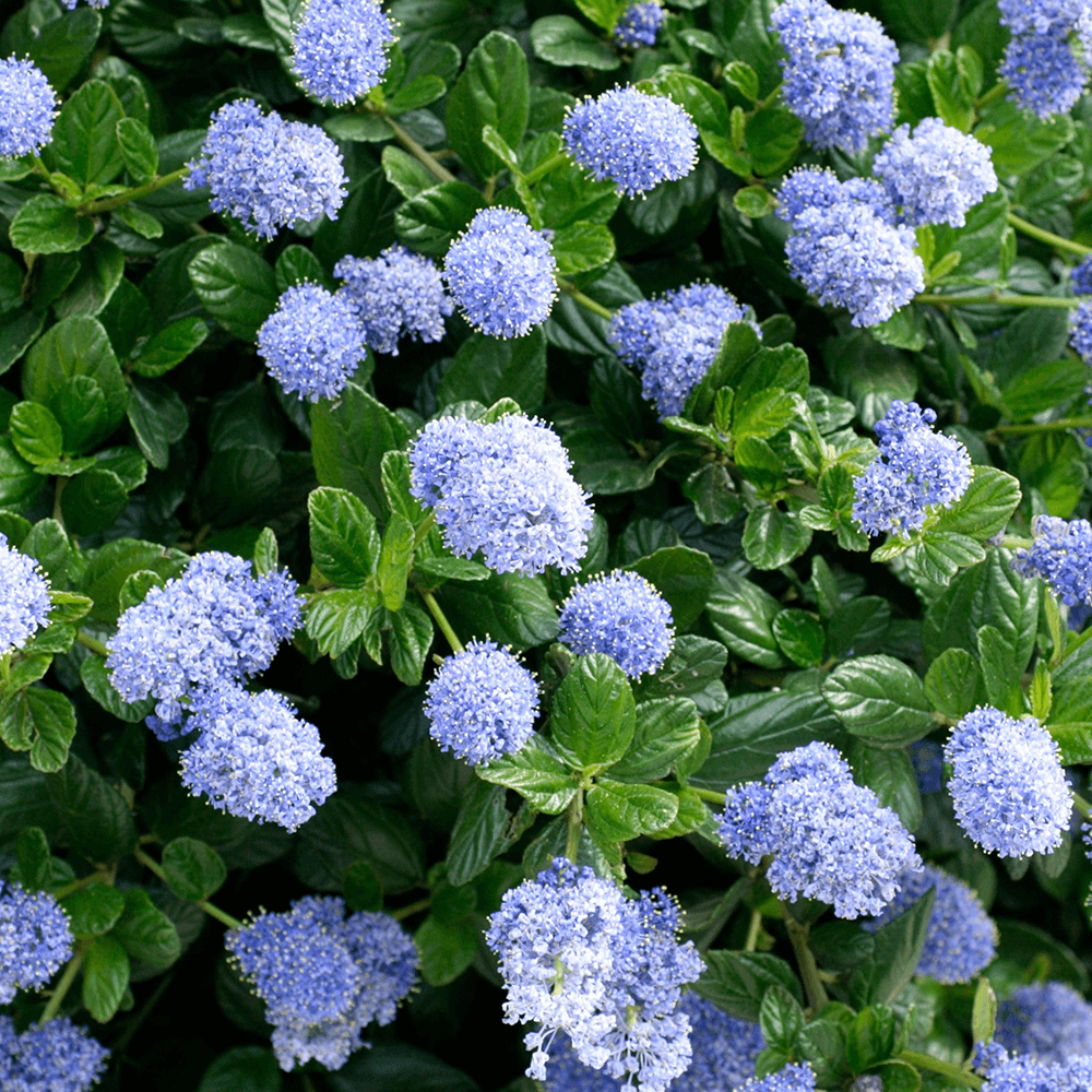California Lilac Blue Pacific (Ceanothus papillosus) - Ladybird Nursery