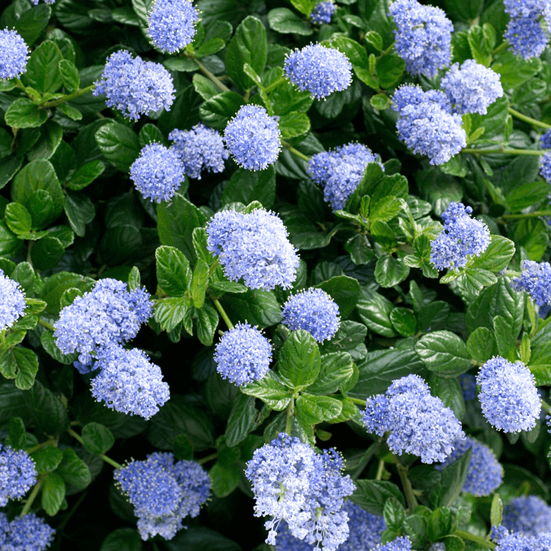 California Lilac Blue Pacific (Ceanothus papillosus)
