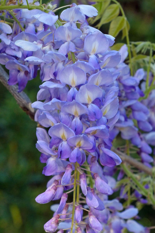 Chinese Wisteria Amethyst Purple (Wisteria sinensis) - Ladybird Nursery