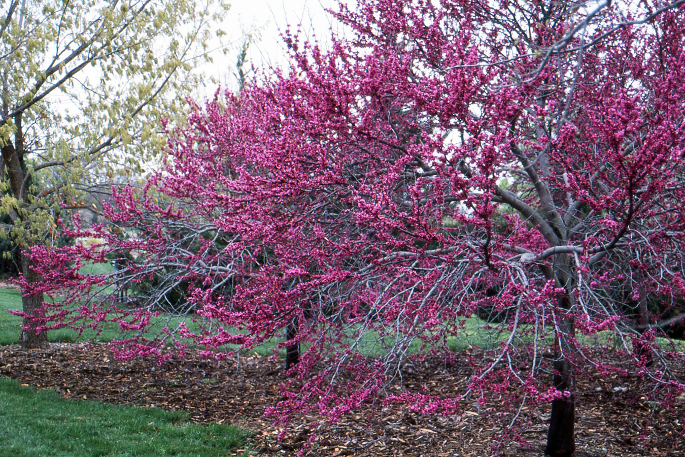 Redbud var. texensis Oklahoma (Cercis canadensis)