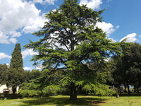 Blue Cedar glauca (Cedrus atlantica)