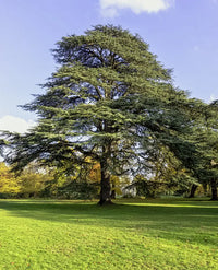 Cedar of Lebanon (Cedrus libani)