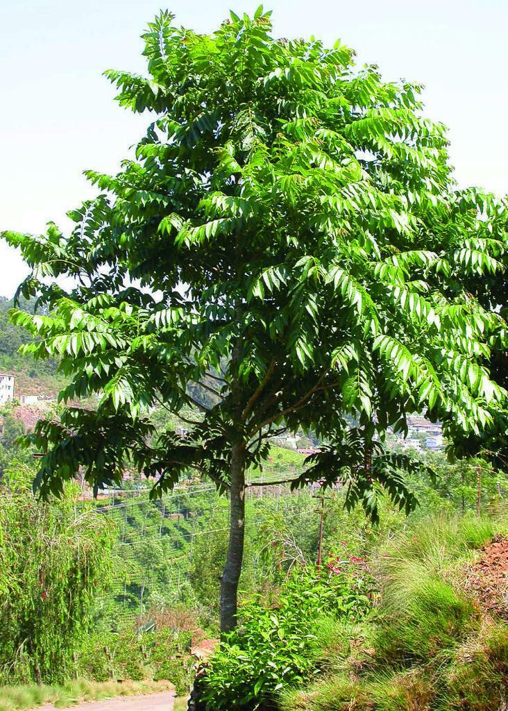 Australian Red Cedar (Toona ciliata)