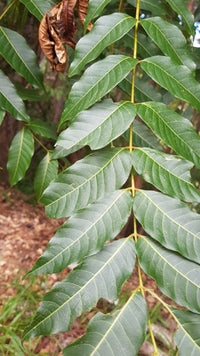 Australian Red Cedar (Toona ciliata)