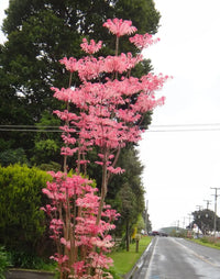 Chinese Cedar Flamingo (Cedrela sinensis)