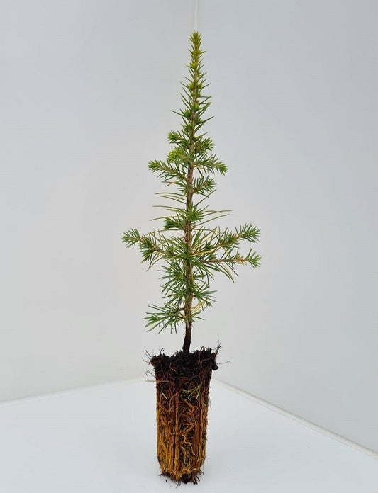 Atlas Cedar Seedling (Cedrus atlantica)