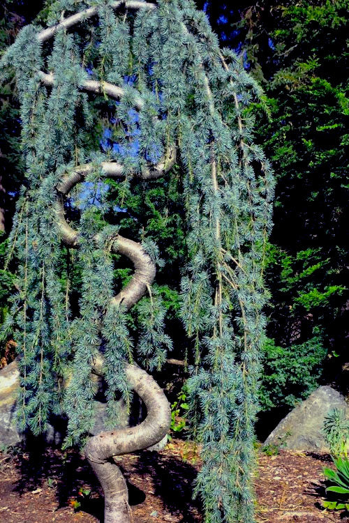 Weeping Blue Cedar glauca pendula (Cedrus atlantica)