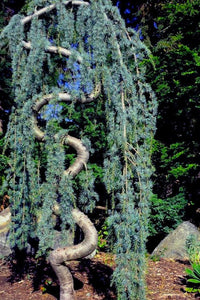 Weeping Blue Cedar glauca pendula (Cedrus atlantica) - Ladybird Nursery