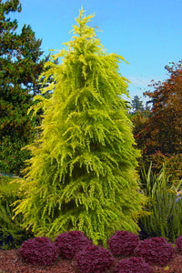 Deodar Cedar Vinks Gold (Cedrus deodara)