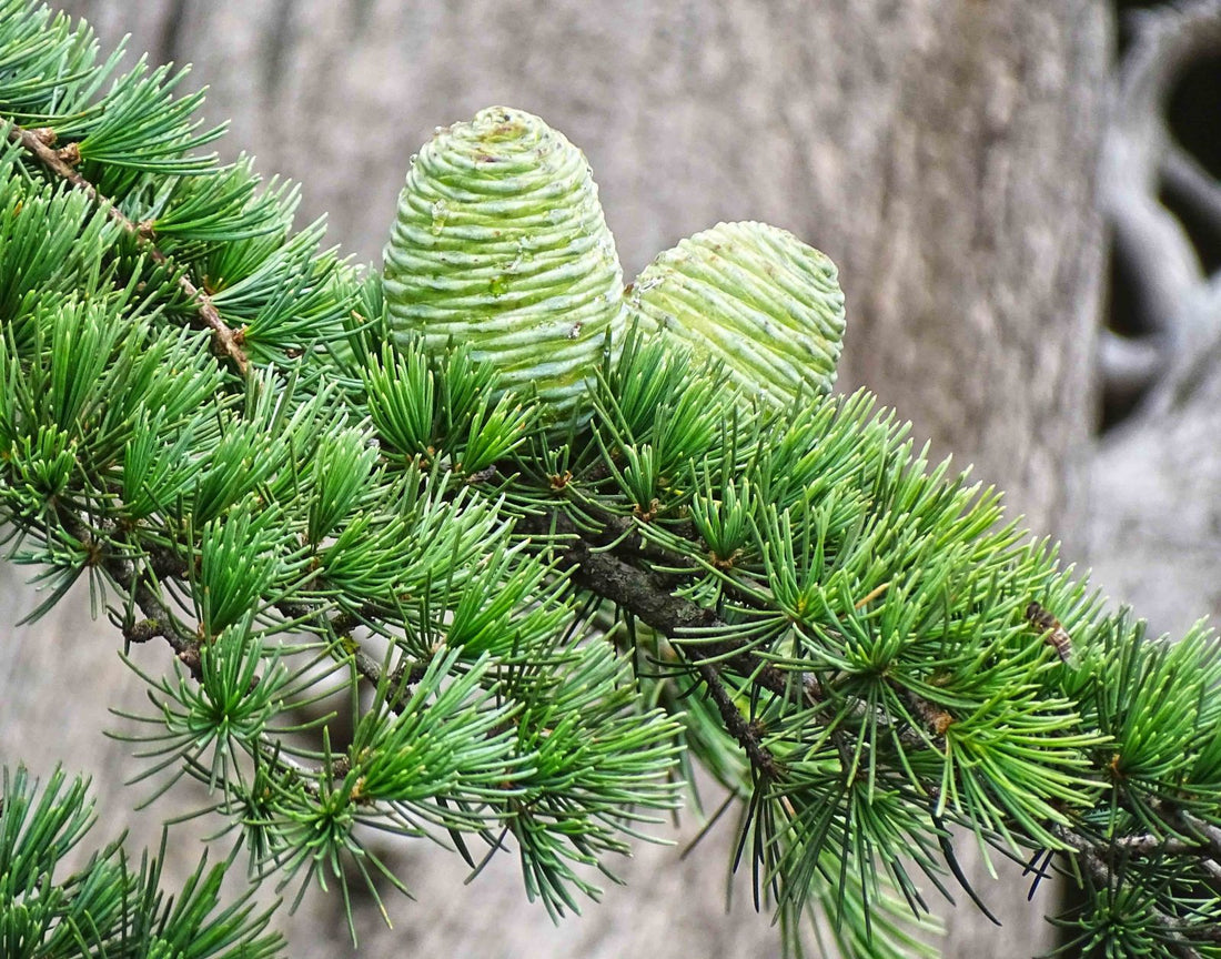 Deodar Cedar White Imp (Cedrus deodara) - Ladybird Nursery