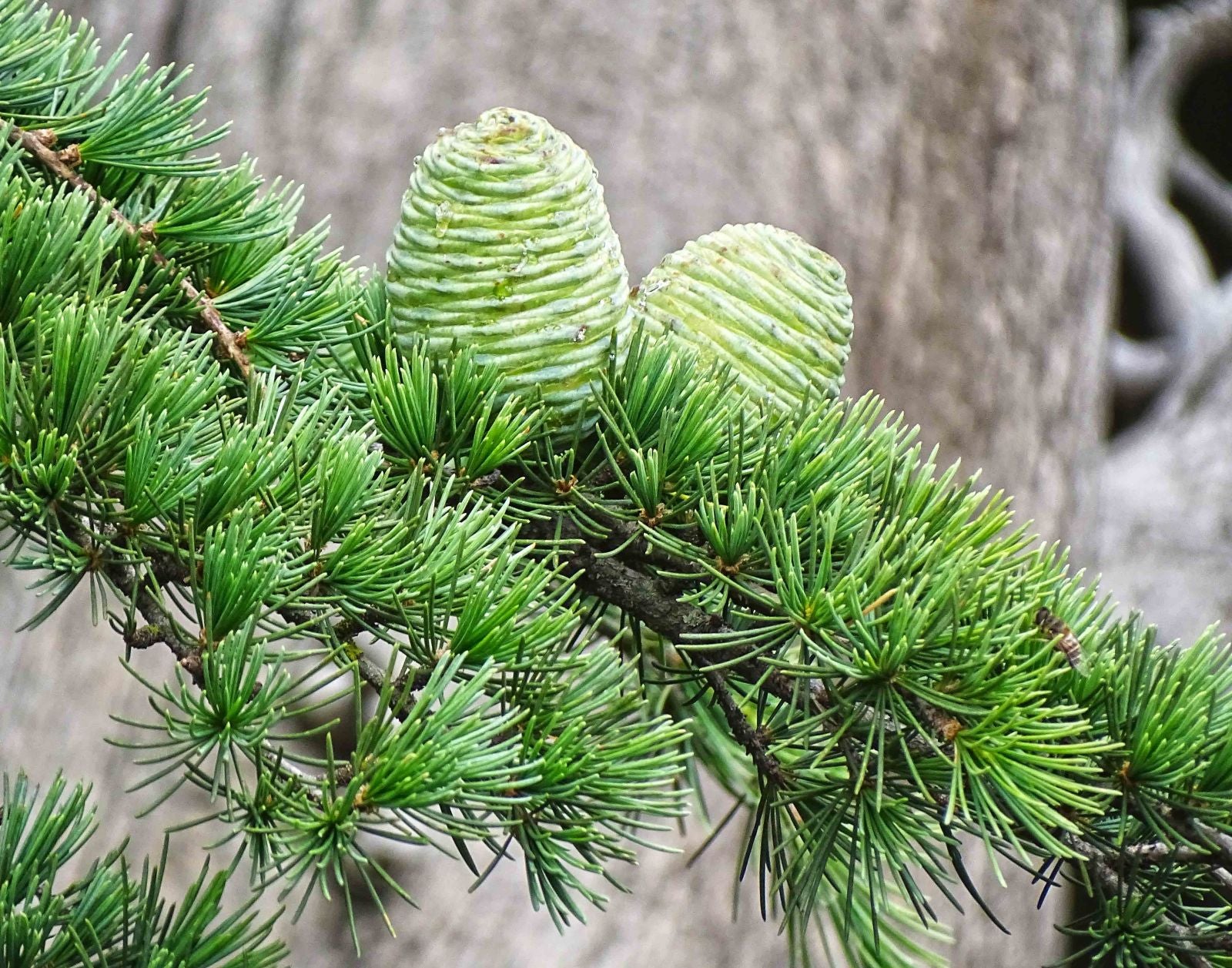 Deodar Cedar White Imp (Cedrus deodara)