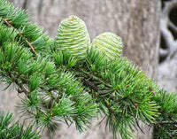 Deodar Cedar White Imp (Cedrus deodara)