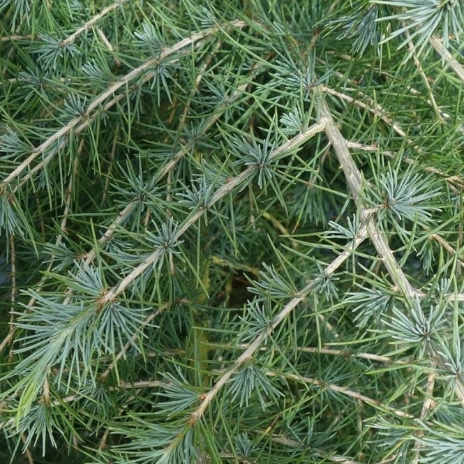 Himalayan Cedar (Cedrus deodara)
