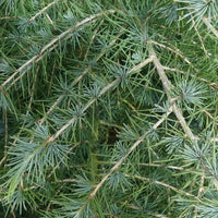Himalayan Cedar (Cedrus deodara)