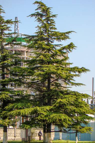 Cyprus Cedar Horizontalis (Cedrus brevifolia)