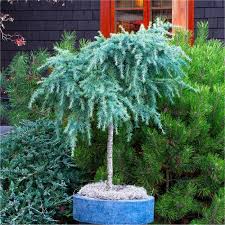 Deodar Cedar Feelin Blue (Cedrus deodara)