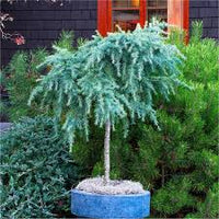 Deodar Cedar Feelin Blue (Cedrus deodara) - Ladybird Nursery