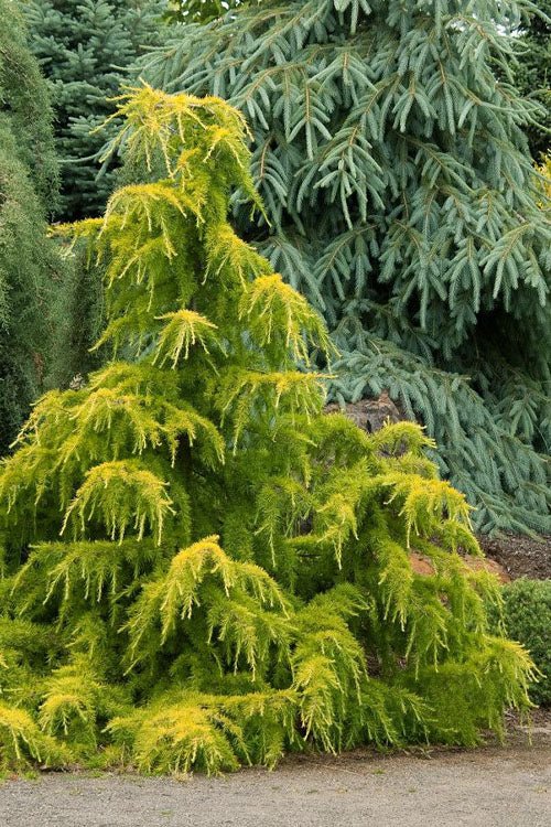 Deodar Cedar Vinks Gold (Cedrus deodara) - Ladybird Nursery