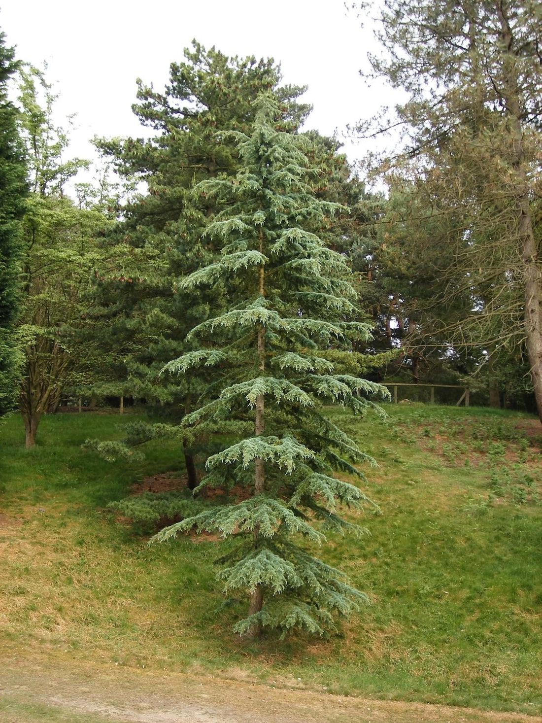 Deodar Cedar White Imp (Cedrus deodara) - Ladybird Nursery