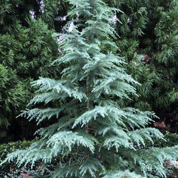 Deodar Cedar Forth Dwarf (Cedrus deodara) - Ladybird Nursery