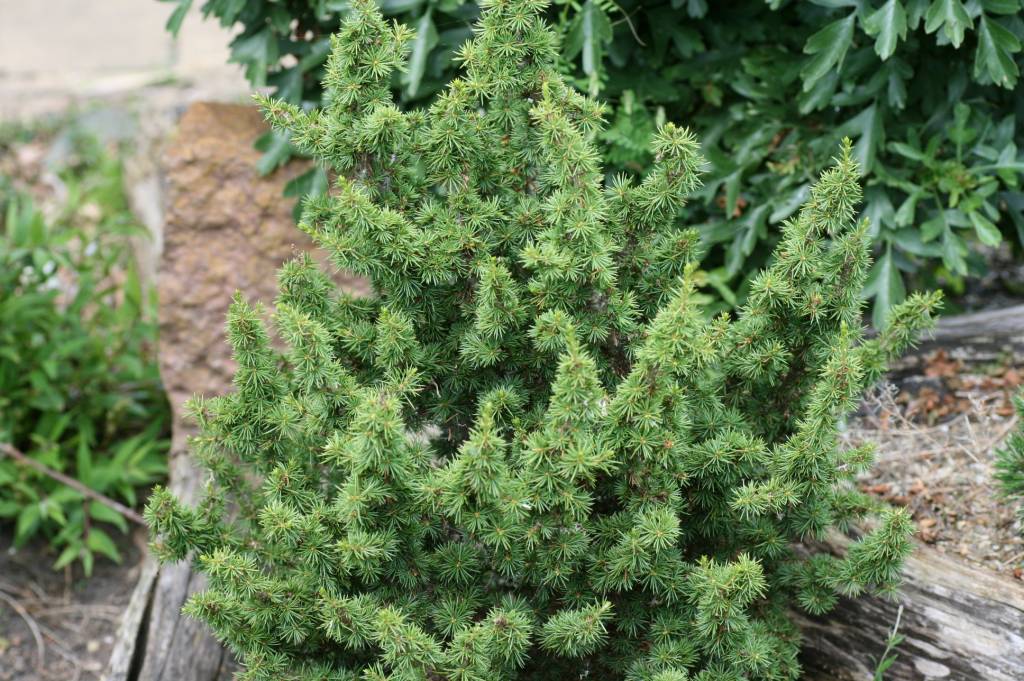 Cedar of Lebanon Kenwith (Cedrus libani) - Ladybird Nursery