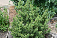 Cedar of Lebanon Kenwith (Cedrus libani)