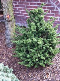 Cedar of Lebanon Kenwith (Cedrus libani)