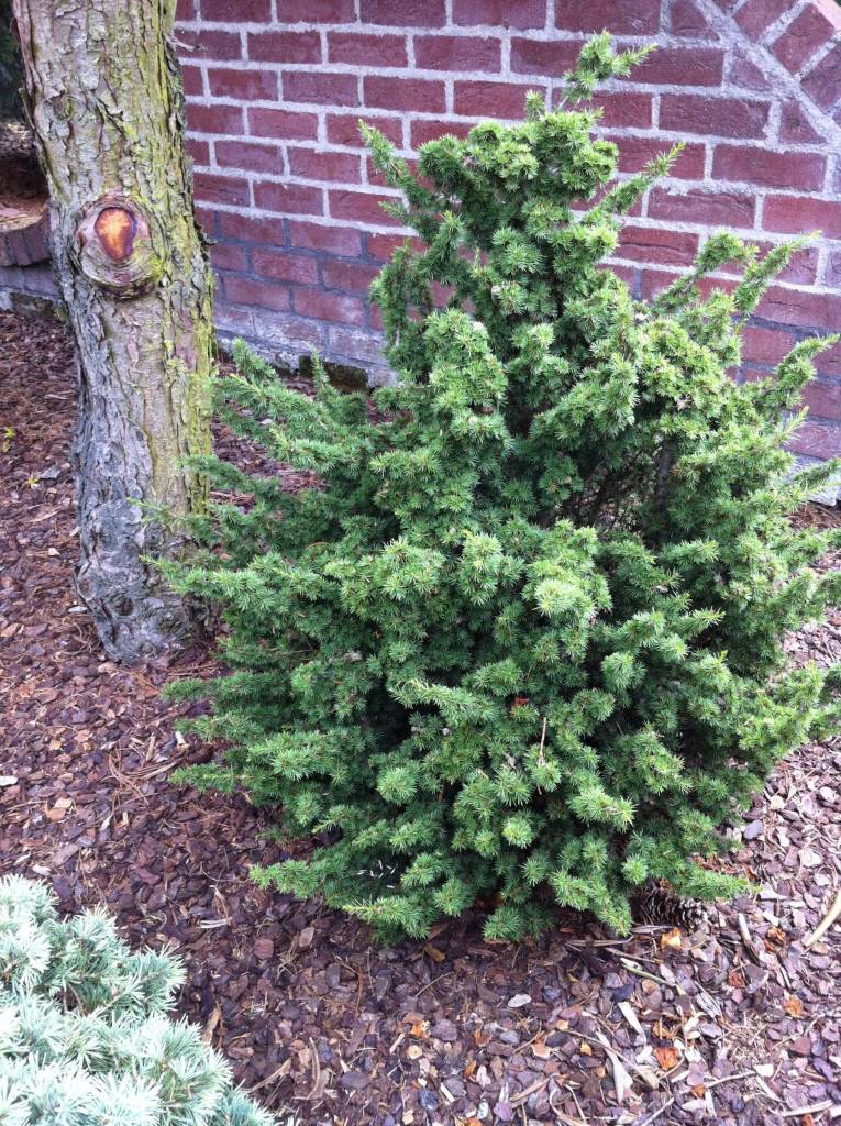 Cedar of Lebanon Kenwith (Cedrus libani) - Ladybird Nursery