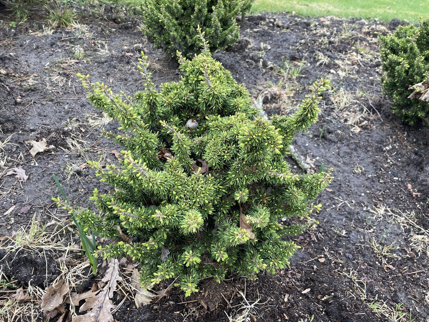 Cedar of Lebanon Kenwith (Cedrus libani)