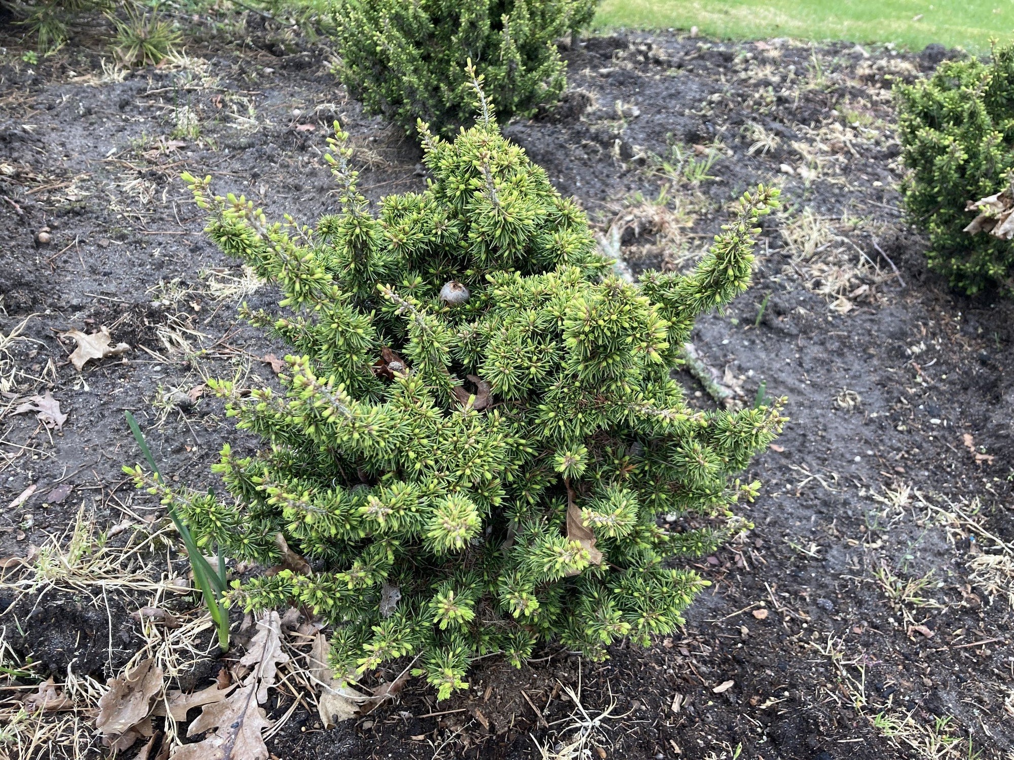 Cedar of Lebanon Kenwith (Cedrus libani) - Ladybird Nursery
