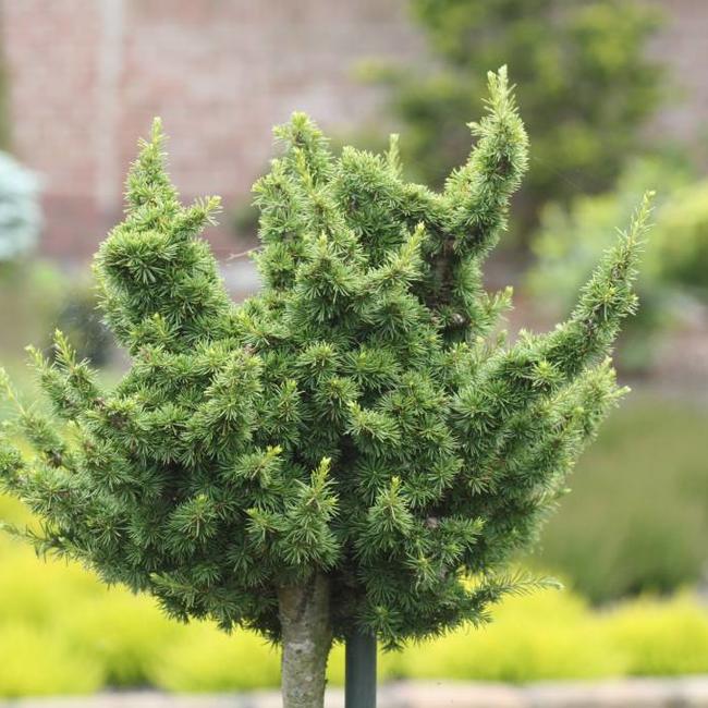 Cedar of Lebanon Kenwith (Cedrus libani) - Ladybird Nursery