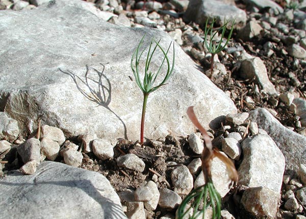 Atlas Cedar Seedling (Cedrus atlantica)