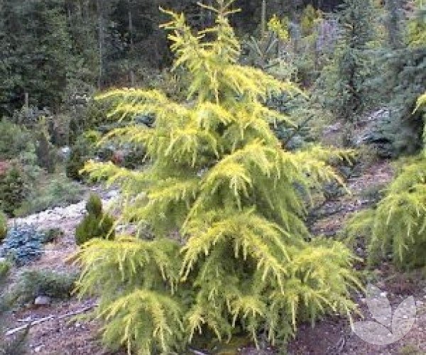 Deodar Cedar Vinks Gold (Cedrus deodara) - Ladybird Nursery