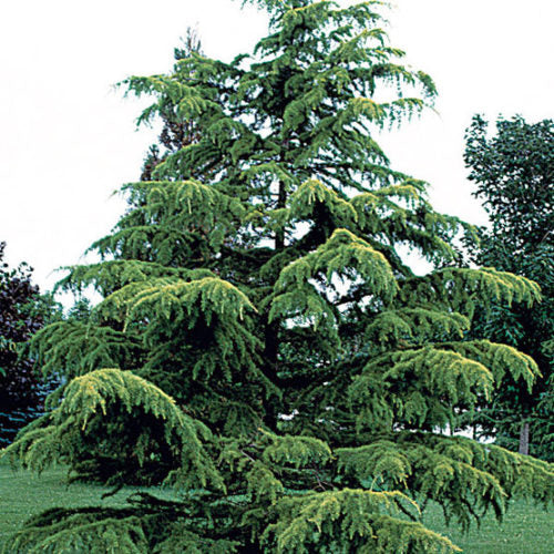 Himalayan Cedar (Cedrus deodara)