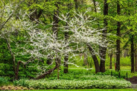Eastern Redbud Alba (Cercis canadensis) - Ladybird Nursery