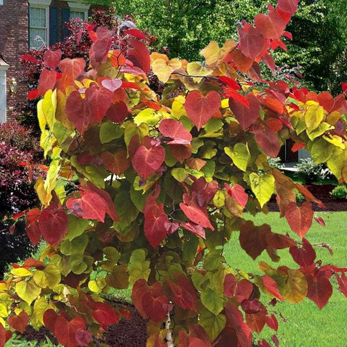 Eastern Redbud Flame (Cercis canadensis)
