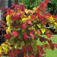 Eastern Redbud Flame (Cercis canadensis)
