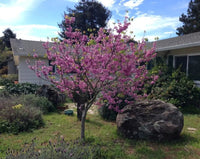 Redbud var. texensis Oklahoma (Cercis canadensis) - Ladybird Nursery
