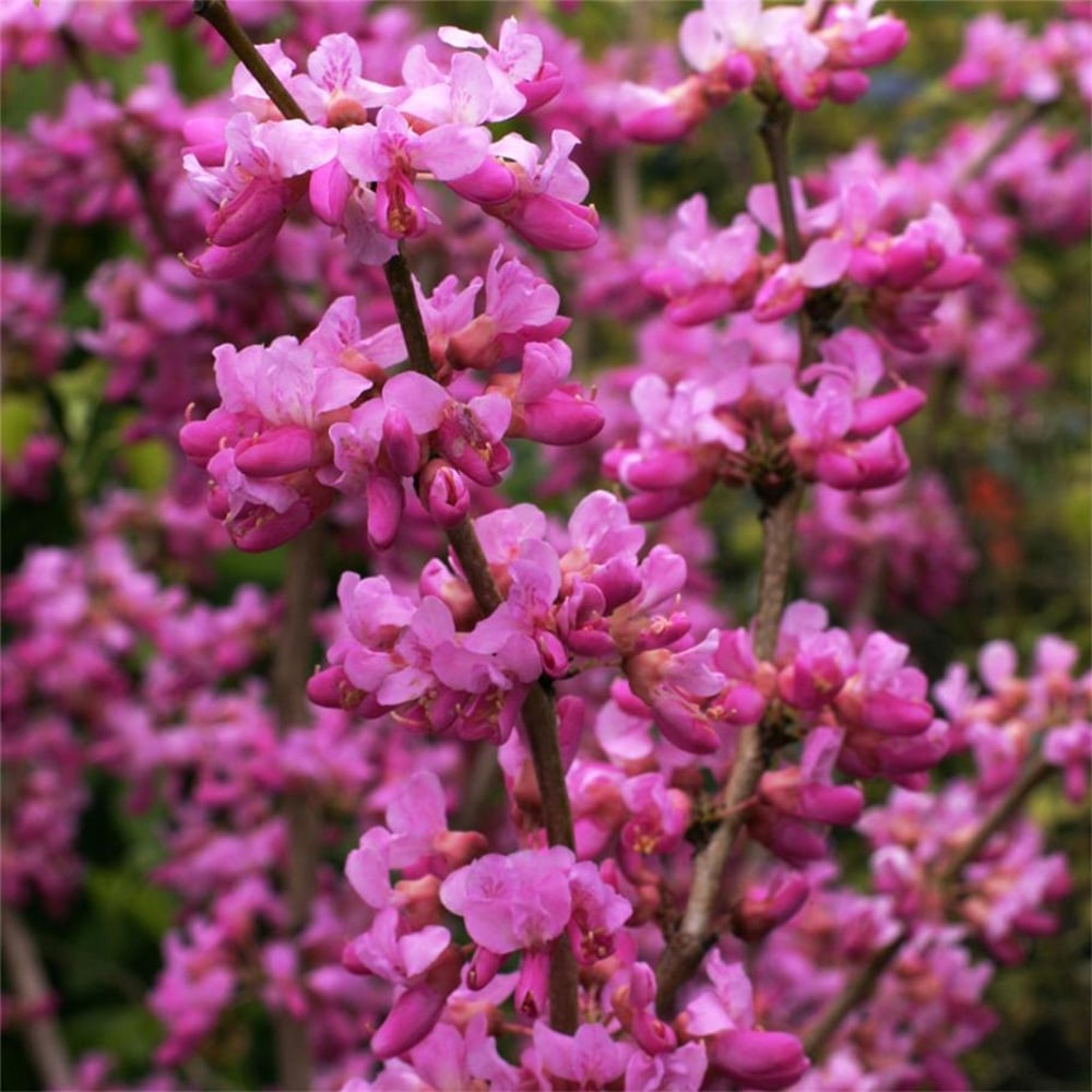 Chinese Redbud (Cercis chinensis)