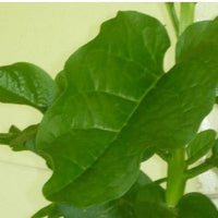 Ceylon Spinach Silver (Tabernaemontana corymbosa) - Ladybird Nursery