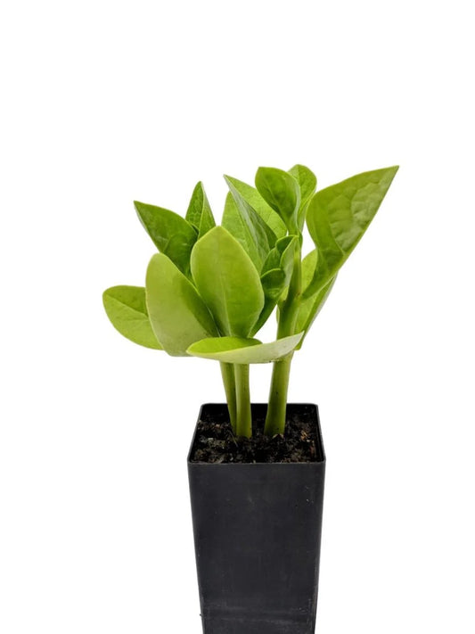 Ceylon Spinach Little Emerald (Tabernaemontana corymbosa)