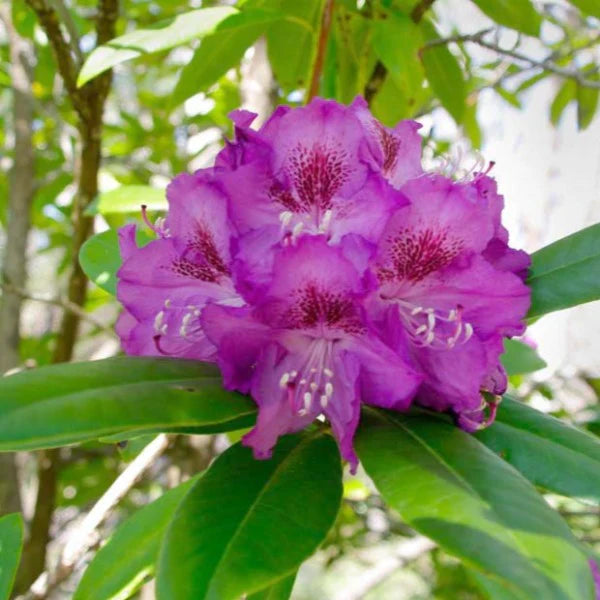 Rhododendron Lucidium